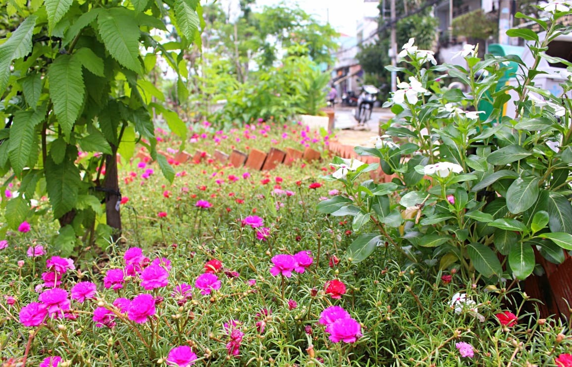 Con đường ô nhiễm, đầy rác giờ rực rỡ sắc hoa ở Sài Gòn