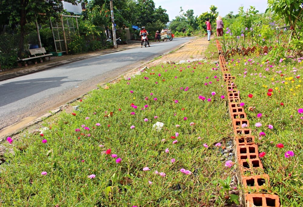 Con đường ô nhiễm, đầy rác giờ rực rỡ sắc hoa ở Sài Gòn