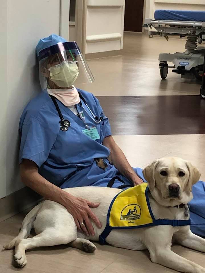 Chú chó mang lại niềm vui cho các bác sĩ tuyến đầu chống Covid-19 ở Mỹ