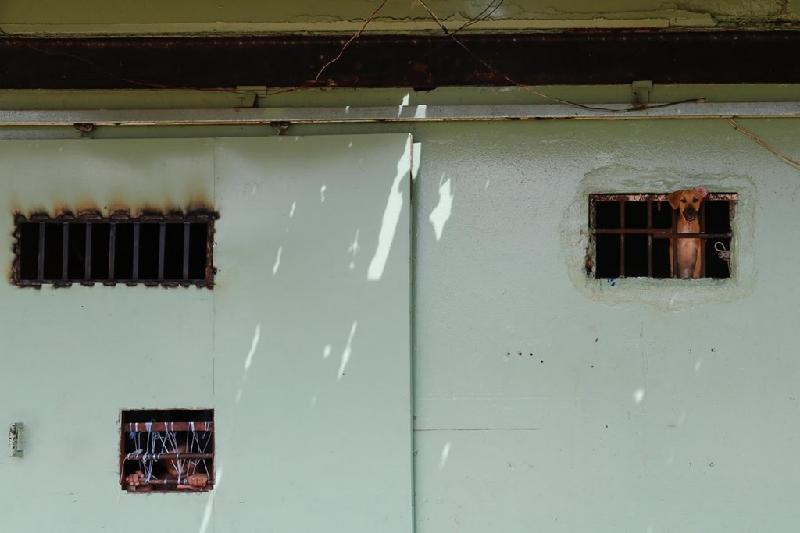 Một nam giới và một con chó quan sát bên ngoài qua cửa sổ của trại giam La Joya tại thủ đô của Panama. Điều kiện sống tồi tệ ở đây từng là tâm điểm của giới truyền thông địa phương.