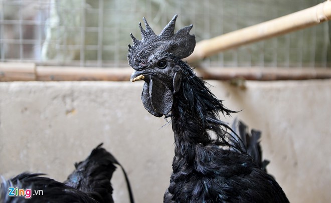 Loài gà có nguồn gốc từ đảo Java - Indonesia này được người dân địa phương xem như một biểu tượng của sự may mắn. Ở Việt Nam nó còn có tên gọi khác là gà mặt quỷ hay gà Lamborghini.