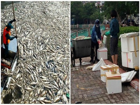 Lộ ảnh cá chết ở hồ Tây được đóng thùng xốp, nghi mang đi tiêu thụ tại các quán ăn?