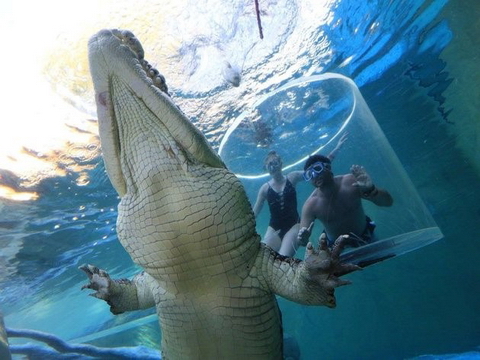 Bơi cùng cá sấu trong Lồng tử thần