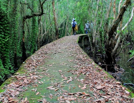 Con đường xuyên rừng tràm đẹp nhất Việt Nam