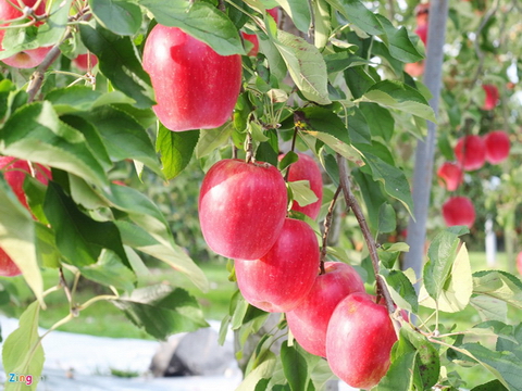 Vườn táo Nhật chín đỏ mùa thu