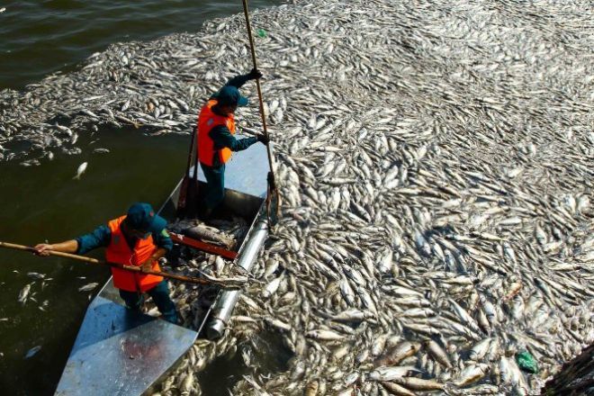 Lượng cá chết ở hồ Tây những ngày gần đây lên tới hơn 70 tấn. Ảnh: Tuổi trẻ