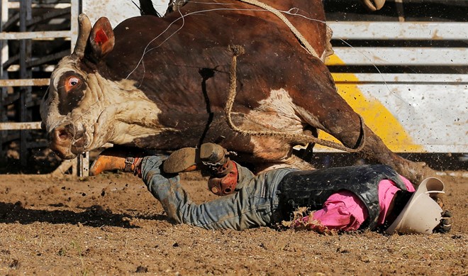 Một người cưỡi bò bị ngã khỏi lưng bò trong cuộc đua ở Deniliquin, Úc. Ảnh: New York Times.