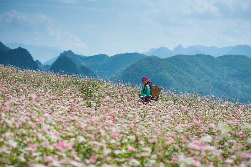 Hoa tam giác mạch trứ danh xứ Hà Giang báo hiệu mùa đẹp nhất trong năm đã bắt đầu tại mảnh đất cực Bắc Tổ quốc.