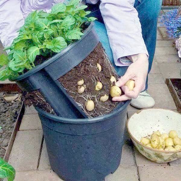 Một cách trồng khoai tây sáng tạo, việc chọn lựa lấy những củ to ăn trước thật dễ dàng và thuận tiện