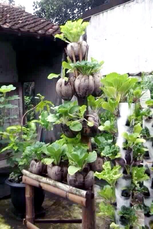Không nên vứt vỏ quả dừa đi vì chúng cũng có thể tận dụng trồng rau sạch