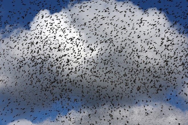 Đàn chim sáo đá tung cánh giữa bầu trời tháng 10 gần Grandvaux, Thụy Sĩ. Ảnh:Reuters.