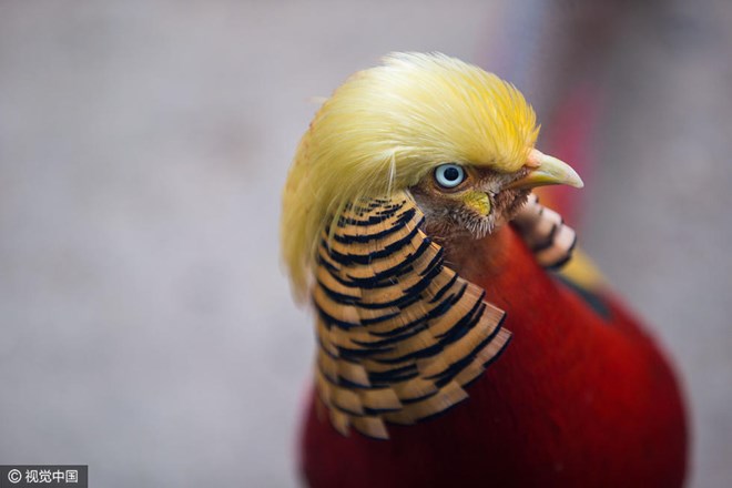 Với 'kiểu tóc mê hoặc' giống với kiểu tóc của Tổng thống đắc cử Mỹ Donald Trump, chú chim trĩ đỏ tại Thế giới động vật hoang dã Hàng Châu (Trung Quốc) bỗng trở nên nổi tiếng. (Nguồn: visualchina.com)