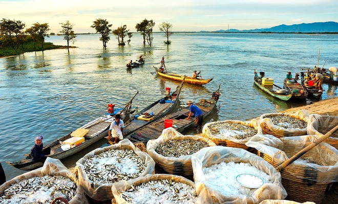 "Quà của lũ". Cá linh là món đặc sản của mùa nước nổi. Những năm trước, cá linh từ Campuchia theo con nước đổ về, sinh sôi rất nhiều trên các cánh đồng lũ ở An Giang.