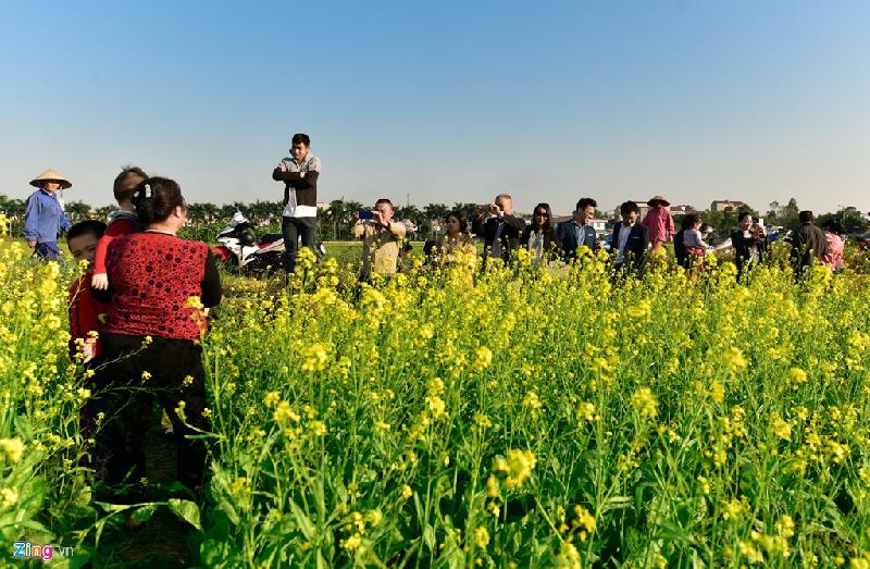 Chiều 27/11, giới trẻ kéo về cánh đồng hoa cải cạnh Học viện Nông nghiệp Việt Nam, gần cầu Thanh Trì (xã Trâu Quỳ, huyện Gia Lâm) để chụp ảnh.