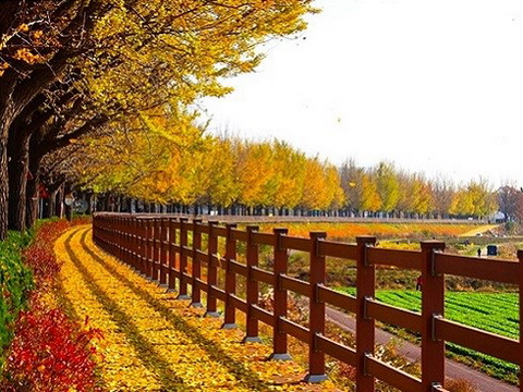 Ngẩn ngơ với sắc đỏ, vàng của mùa thu Hàn Quốc - Nhật Bản