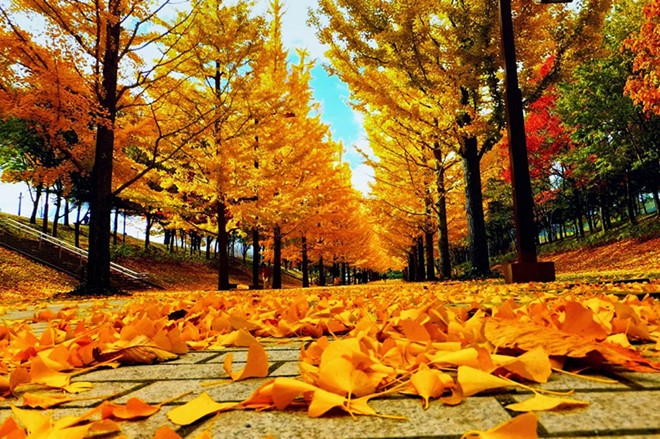 Vào mùa thu, những cây bạch quả ở dọc các con đường nhuộm màu vàng ruộm. Lá vàng dệt thành những tấm thảm mềm dưới chân du khách. Chầm chậm tản bộ, nghe tiếng lá rơi và gió thổi là một trong những sở thích thú vị của người dân bản địa. Ảnh: tournhathan.