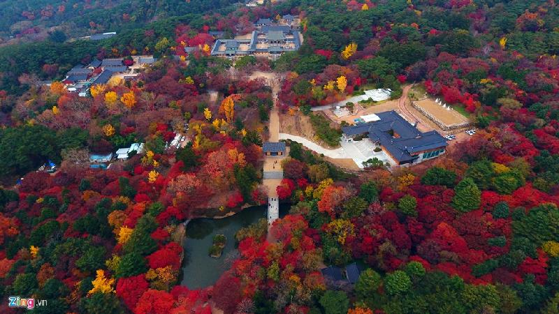 Những lùm cây phong, ngân hạnh, rẻ quạt, anh đào đỏ và vàng rực tại khu vực chùa Bulguksa thuộc tỉnh Gyeongsangbuk-do (Hàn Quốc) hôm 14/11.