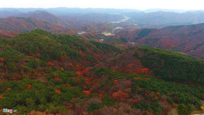 Cũng tại tỉnh Gyeongsangbuk-do, các triền núi được bao phủ màu đỏ rực của lá phong.