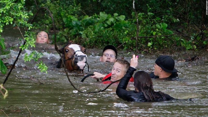 Nhiều người nỗ lực giải cứu một chú ngựa khỏi chết đuối trong trận lũ lịch sử do mưa lớn ở thành phố Houston (Texas, Mỹ) hôm 18/4.