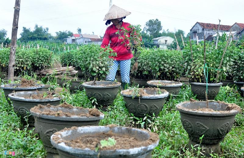 Sau vài ngày nước lũ rút, hàng loạt vườn cúc Tết ở xã Nghĩa Mỹ (huyện Tư Nghĩa) bắt đầu héo úa nên người dân đành nhổ bỏ lấy đất trồng rau màu. 