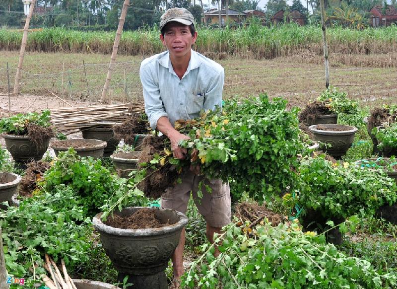 Năm nay, vợ chồng chị Diệu trồng hơn 2.000 chậu cúc Tết nhưng đã chết gần hết.