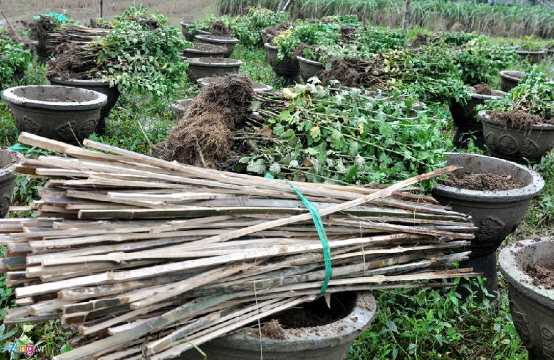 Thanh tre, cây cúc héo chết nằm ngổn ngang trên đồng sau mưa lũ ở Quảng Ngãi. 