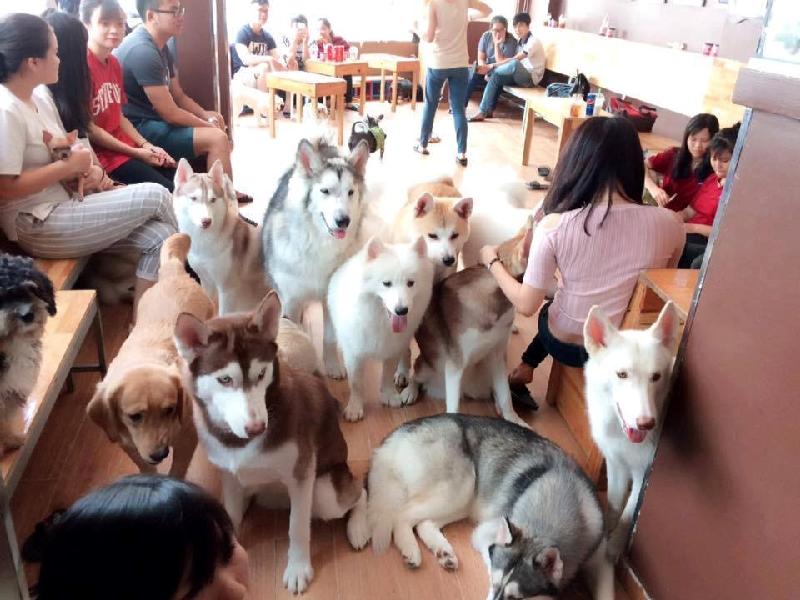 Hachiko Coffee (đường Hoa Sữa, phường 7, quận Phú Nhuận) là nơi mọi người yêu chó giao lưu, gặp gỡ, chia sẻ kinh nghiệm về các chú cún cưng trong không gian thoáng mát, thân thiện.
