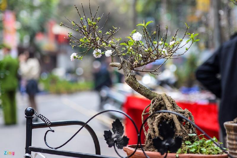 Không chỉ có đào, quất, các loại cây bonsai cũng được tiểu thương mang về chợ Hàng Lược bán. Cửa hàng của anh Nguyễn Hữu Nhân bày bán mai bonsai có giá từ 350.000 đồng đến 1 triệu đồng.