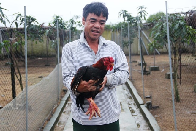 Trại gà ông Minh còn hơn 600 con gà Đông Tảo, trong đó có hơn 200 con đã được khách đặt hàng Tết từ nhiều tháng trước. Ảnh: 