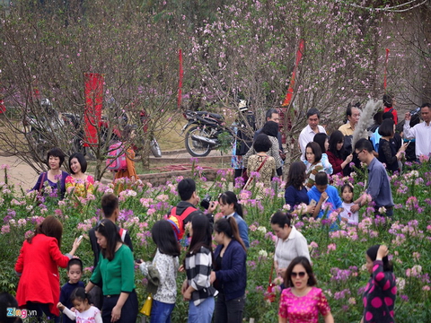 Vườn đào Nhật Tân đông đúc du khách ngày nghỉ lễ