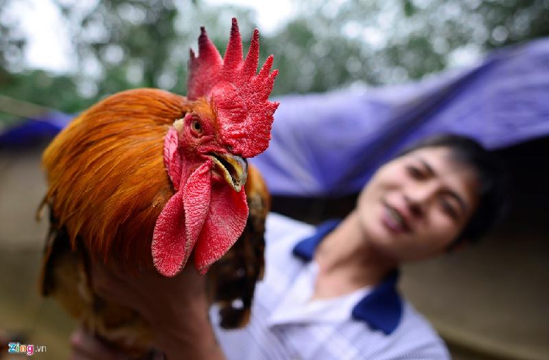 Tết năm nay, nhà anh Hoàng Anh Duân (dân tộc Tày tại xã Lâm Thượng) nuôi 500 con gà trống. Mỗi con nặng 3,5-4 kg, hiện tại gia đình anh đã bán hết 400 con cho các lái buôn.