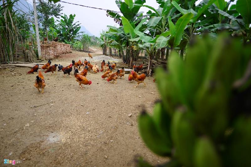 Giống gà trống thiến tại xã Lâm Thượng to béo, do đến khoảng 6-7 tháng, người nuôi sẽ thiến từng con gà để vỗ béo. Giá mỗi kg gà 120.000-130.000 đồng.