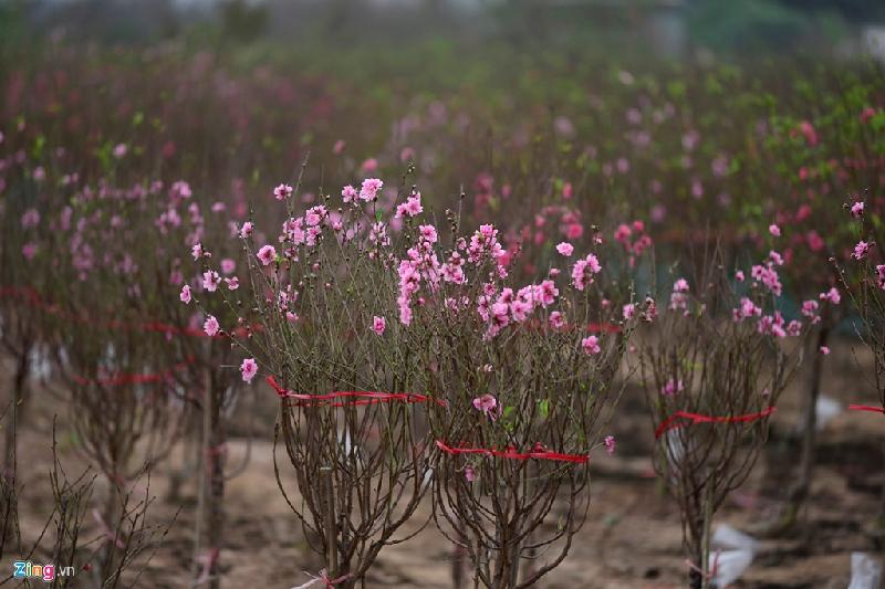 Nhiều vườn đào tại làng Nhật Tân (Hà Nội) đã nở hoa thu hút sự chú ý của giới trẻ dịp Tết Dương lịch.