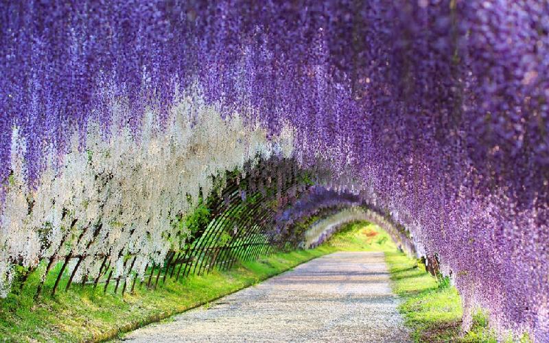 1. Đường hầm hoa tử đằng, công viên Kawachi Fuji, Nhật Bản: Đường hầm hoa mê hoặc này nằm ở hạt Kitakyushu, Nhật Bản, cách khoảng 6 giờ di chuyển từ Tokyo. Hơn trăm cây hoa tử đằng đan xen tạo nên nhiều sắc thái rực rỡ từ tím tới trắng. Thời gian lý tưởng để tham quan là cuối tháng 4 đến đầu tháng 5. Ảnh: Storge.