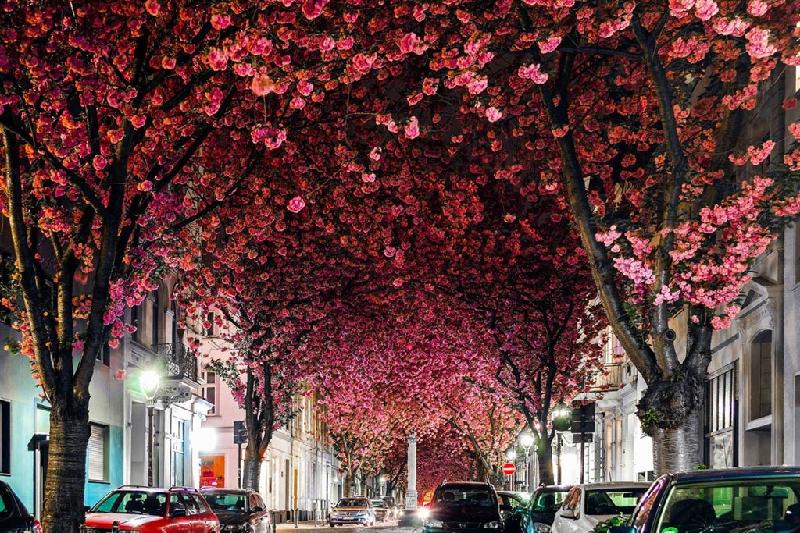 4. Đường hầm hoa anh đào, Bonn, Đức: Thị trấn Bonn đặc biệt tràn đầy sức sống tươi tắn vào mùa hoa anh đào bung nở, tạo nên một tán dù hoa màu hồng diễm lệ trên các đường phố. Thời điểm nở rộ rực rỡ của hoa anh đào nơi đây nhất kéo dài khoảng 20 ngày trong mùa hè. Ảnh: Atrevetesolos.