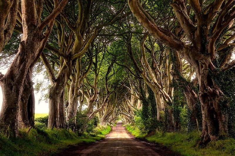 6. The Dark Hedges (Hàng rào Đen tối), đường Bregagh, tỉnh Antrim, Bắc Ireland: Đường hầm cây ở Bắc Ireland ít mang màu sắc thần tiên, mà giống như một chuyến phiêu lưu kiểu Gothic hơn. Những cây vặn xoắn cao lớn, chặn gần hết ánh sáng mặt trời, tạo nên không khí vừa rùng rợn vừa choáng ngợp. Địa danh này từng xuất hiện trong tập 1, mùa 2 series phim truyền hình nổi tiếng của Mỹ Games of Thrones. The Dark Hedges là hấp dẫn rất đông nhiếp ảnh gia, du khách, cặp đôi chụp ảnh cưới đổ xô đến để có được những bộ ảnh độc đáo. Ảnh: Mladen Popovic.
