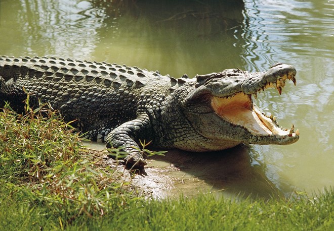 9X nhảy xuống sông đầy cá sấu để được hẹn hò với đàn chị