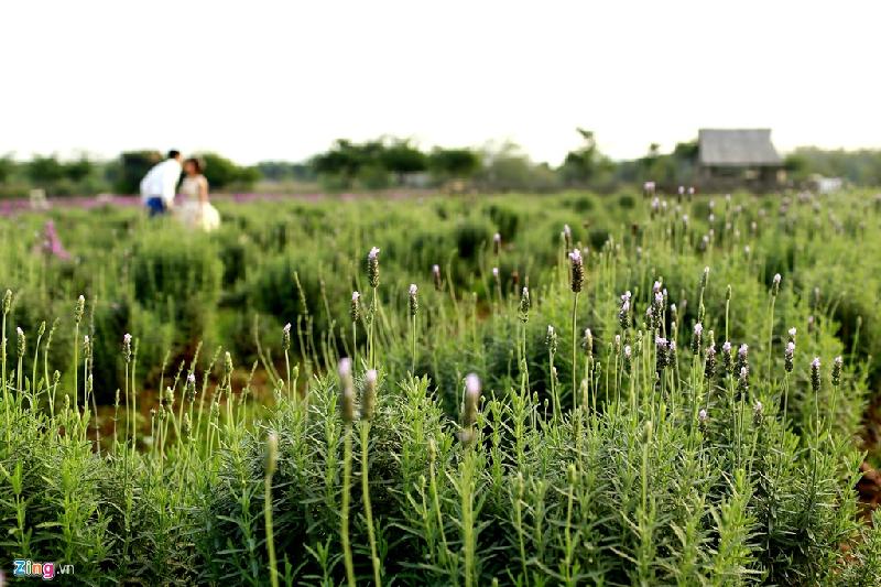 Cánh đồng hoa lavender (hoa oải hương) rộng 1.500 m2 tại Hà Nội đang nở rộ.