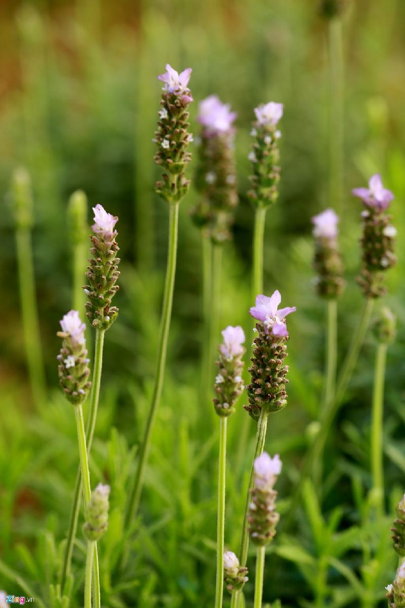 Thời điểm này, cuối tháng 3, cánh đồng hoa lavender đầu tiên ở Hà Nội này bắt đầu nở.
