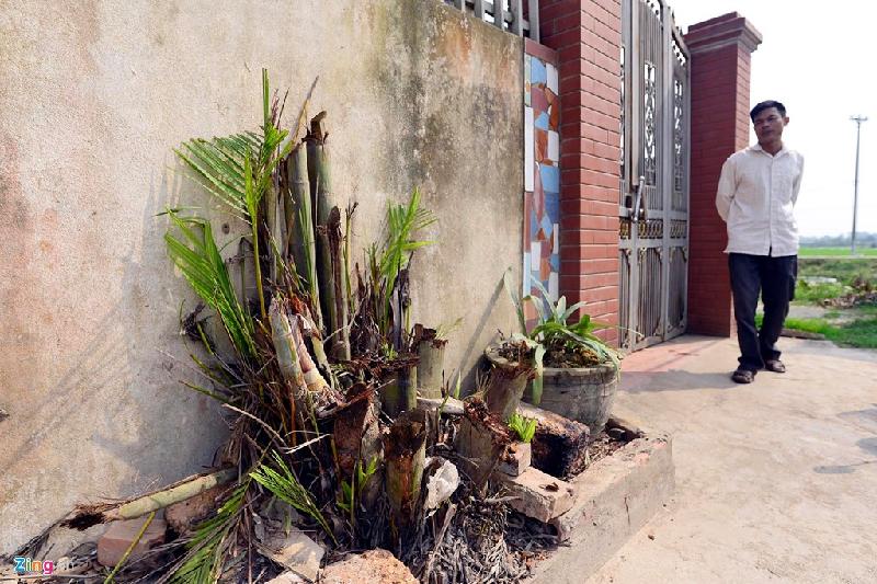 Thậm chí, bồn hoa cây cảnh nhà anh Nguyễn Khắc Quang (cách đường liên thôn 1 m, và không ảnh hưởng đến người đi bộ) cũng bị chặt.