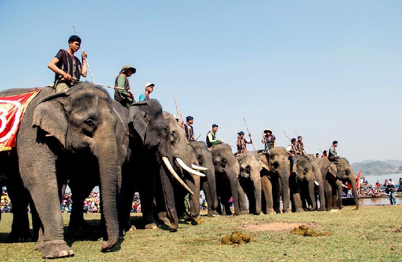 Theo anh Y Phut (nài voi số 8), trước ngày thi voi được nghỉ ngơi, không phải phục vụ khách du lịch và được cho ăn uống đầy đủ để lấy sức. Trong ảnh, 13 "vận động viên" xếp hàng điểm danh.