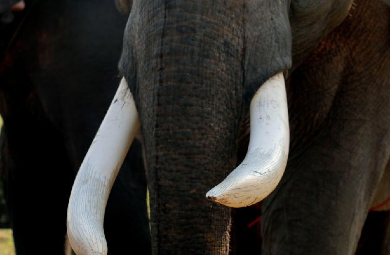 Hiện nay, voi nhà tại Đắk Lắk ăn uống kham khổ nhưng phải cõng khách lội sông để lấy tiền trang trải cuộc sống cho gia chủ. Hầu hết voi tại Đắk Lắk đã bị cắt hết ngà và đuôi, chỉ số rất ít còn sót lại ngà.  
