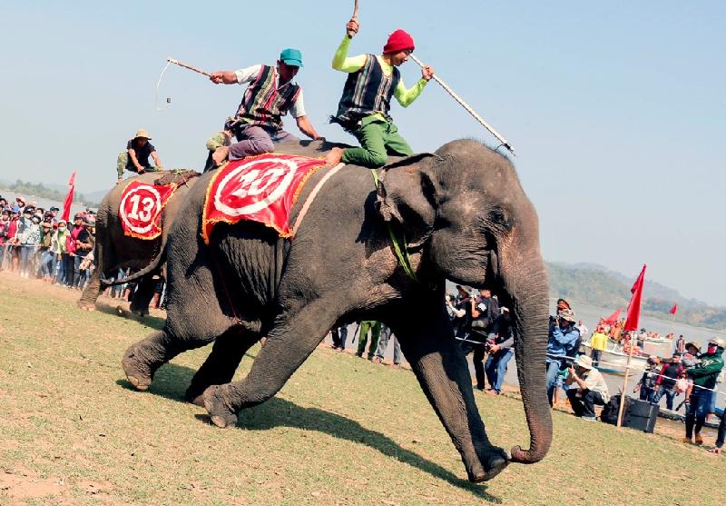 Các vận động viên tham gia tranh tài dùng hết sức mạnh, tăng tốc về đích. Để cho voi chạy nhanh, hai nài dùng roi và cây gậy sắt liên tục quất vào người.