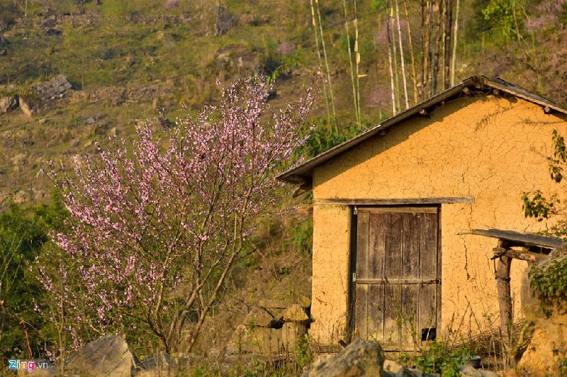 Vài năm gần đây, hàng nghìn cây đào rừng được trồng quanh các ngôi nhà ở Y Tý, A Lù, A Mú Sung (Bát Xát, Lào Cai) theo chương trình phục tráng giống đào vùng cao.