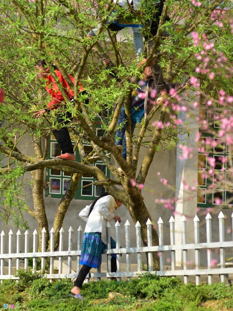Chiều chủ nhật, học sinh nội trú trèo lên cây đào hái quả. Bên cạnh đó, những cây đào nở sau vẫn đang rợp bóng hoa.