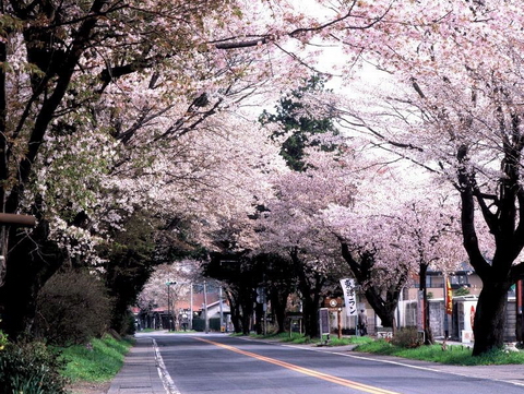 Tháng 4 đến Nikko ngắm đường hoa anh đào