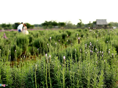 Cánh đồng hoa lavender đầu tiên ở Hà Nội