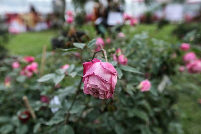 Lễ hội hoa hồng Bulgaria: Người xem thất vọng vì hoa giả, hoa héo