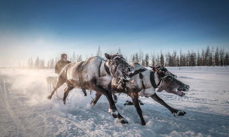 Bức ảnh chụp một người Nenet ở vùng Siberia, Nga sử dụng tuần lộc và xe trượt tuyết để di chuyển trên lớp tuyết dày. Ảnh: Kamil Nureev.