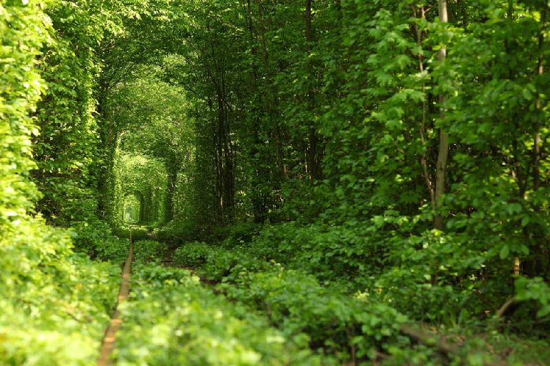 Tuyến đường sắt nằm trong khu rừng gần Caransebes (Romania), được biết với tên gọi “đường hầm tình yêu”. Cây cỏ bao quanh đường ray tạo nên một đường hầm xanh mướt, đẹp lãng mạn. Ảnh: 